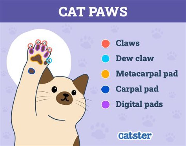 Do Cat Paw Pads Change Color? Here's What You Need to Know