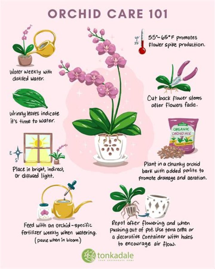 How To Take Care of Orchids